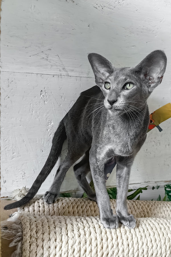 Liana | Oriental Shorthair Kitten