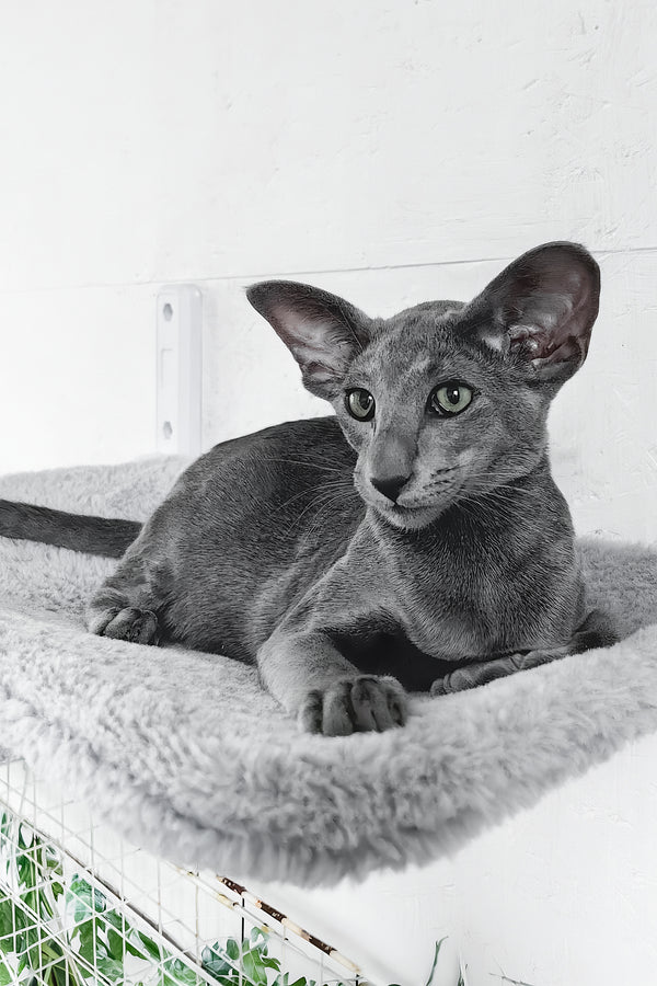 Liana | Oriental Shorthair Kitten