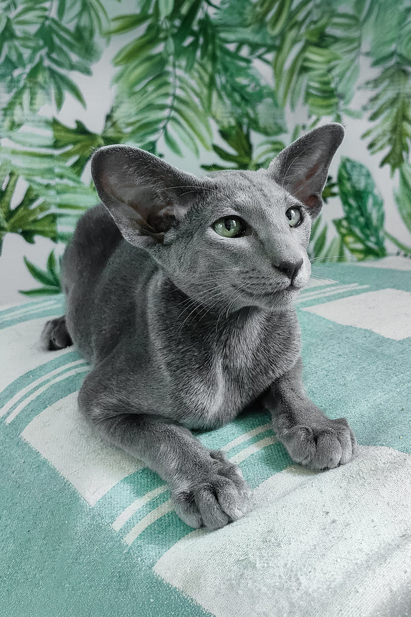 Liana | Oriental Shorthair Kitten