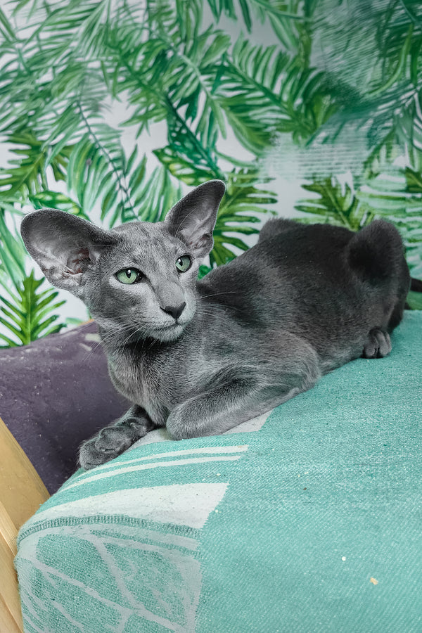 Liana | Oriental Shorthair Kitten