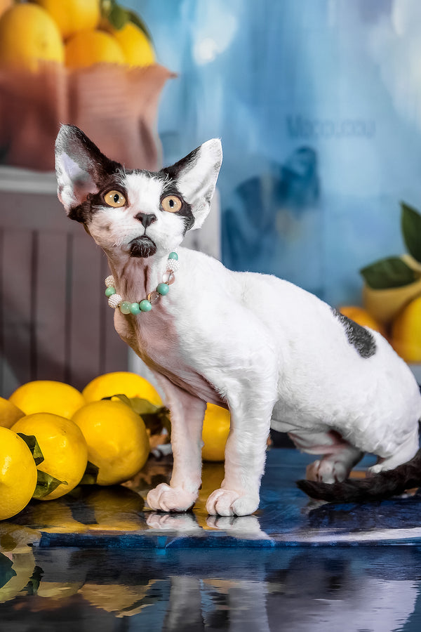 Like | Devon Rex Kitten