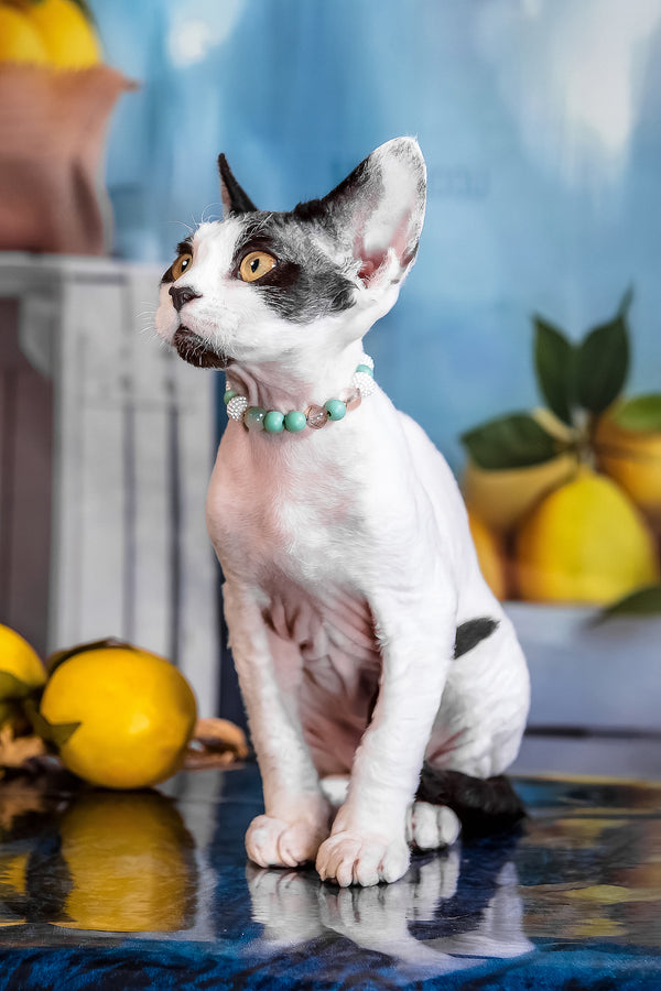 Like | Devon Rex Kitten