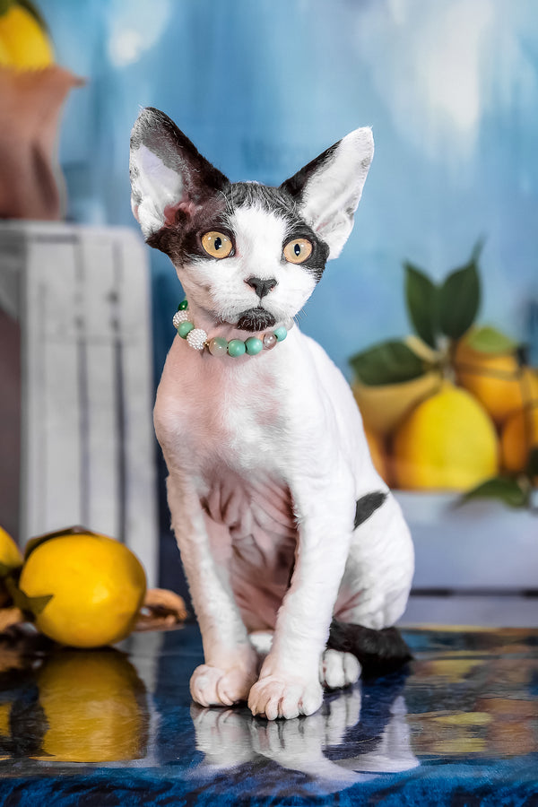 Like | Devon Rex Kitten