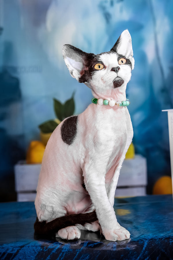 Like | Devon Rex Kitten