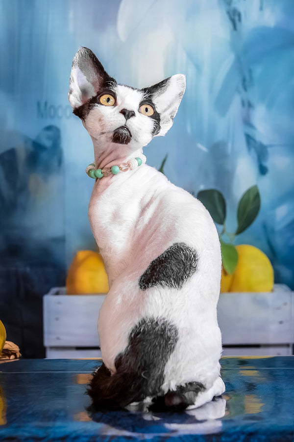 Like | Devon Rex Kitten