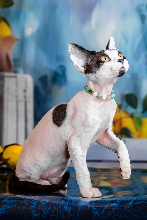 Like | Devon Rex Kitten