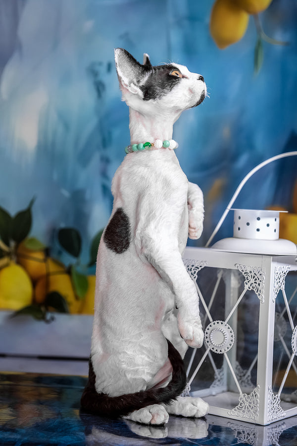 Like | Devon Rex Kitten