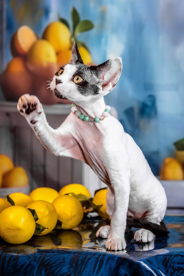 Like | Devon Rex Kitten