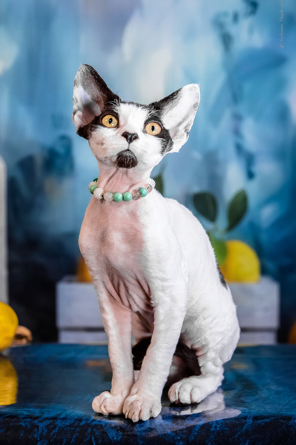 Like | Devon Rex Kitten