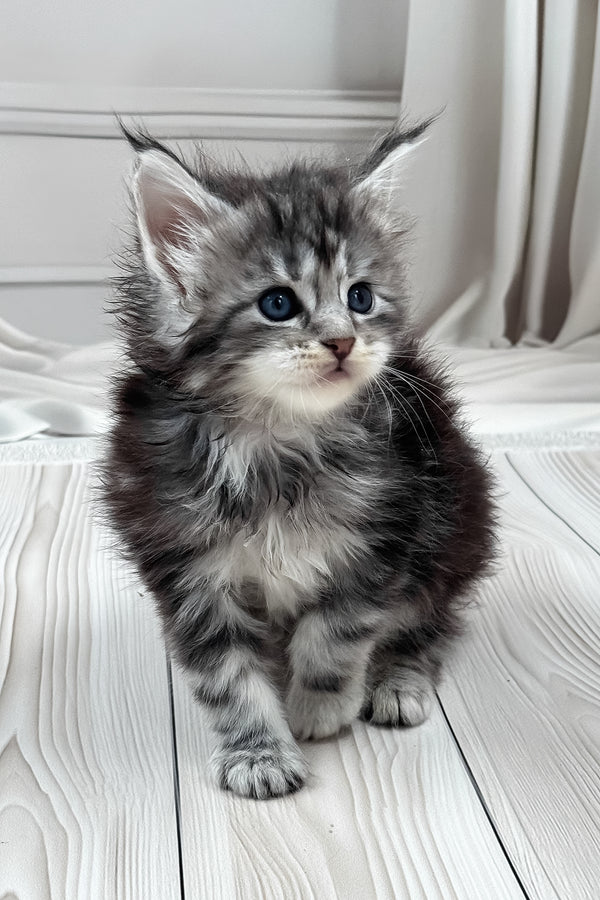 Lilli | Maine Coon Kitten