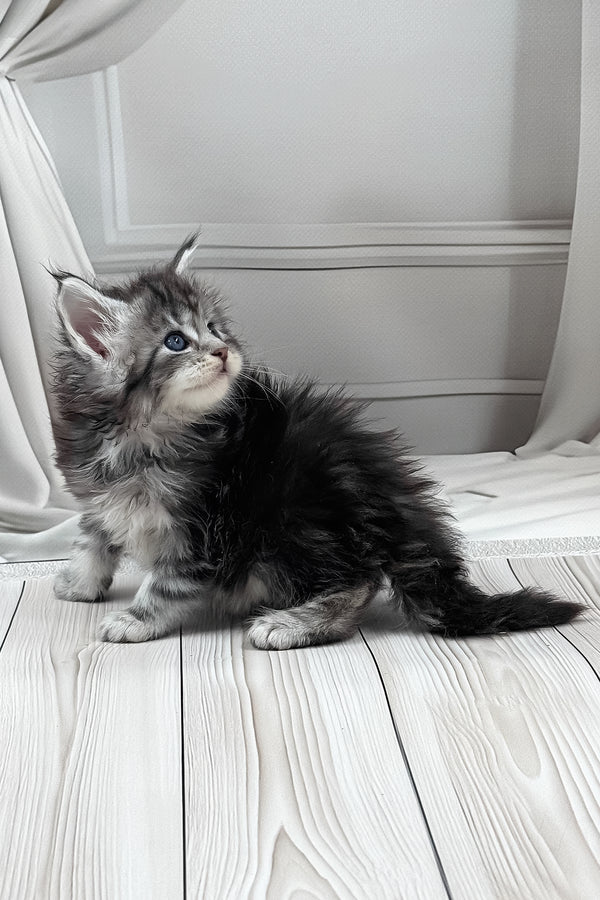 Lilli | Maine Coon Kitten