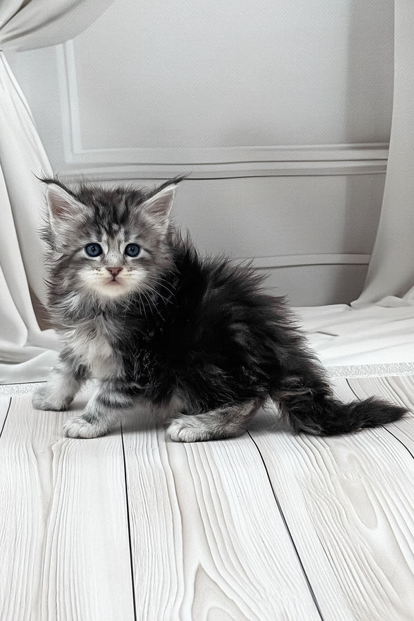 Lilli | Maine Coon Kitten
