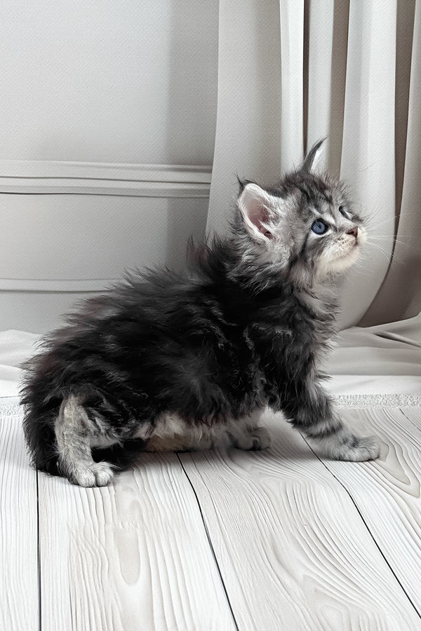 Lilli | Maine Coon Kitten