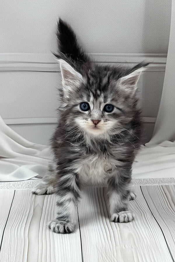 Lilli | Maine Coon Kitten