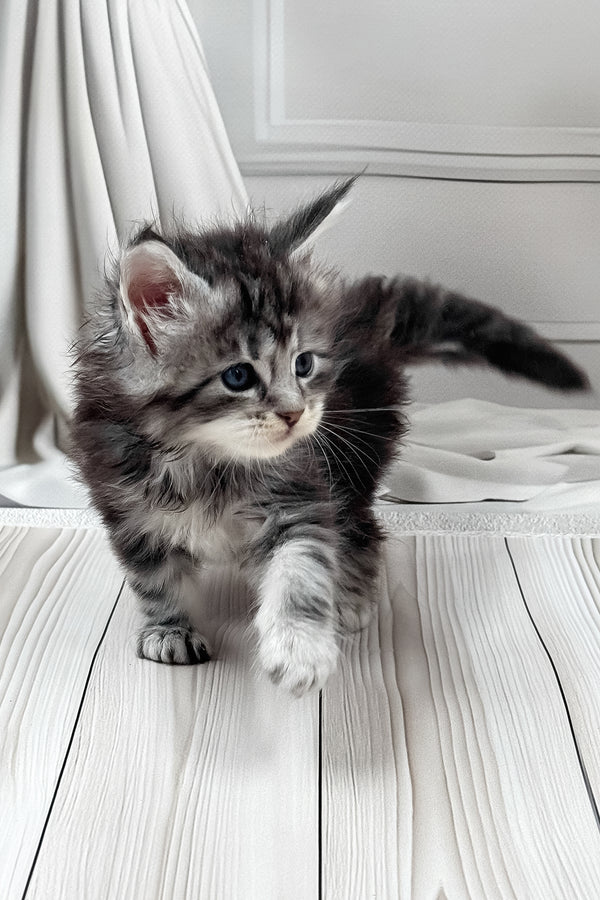 Lilli | Maine Coon Kitten