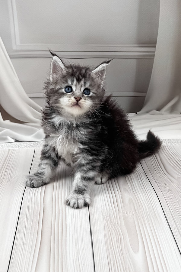Lilli | Maine Coon Kitten