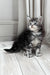 Lilli | Maine Coon Kitten