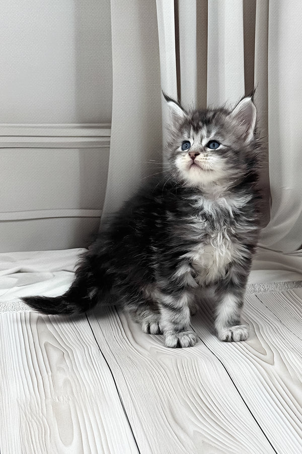 Lilli | Maine Coon Kitten