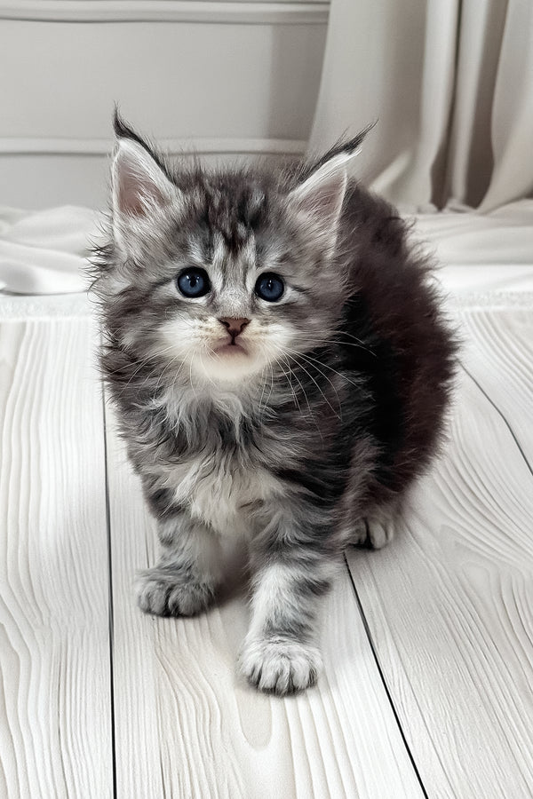 Lilli | Maine Coon Kitten