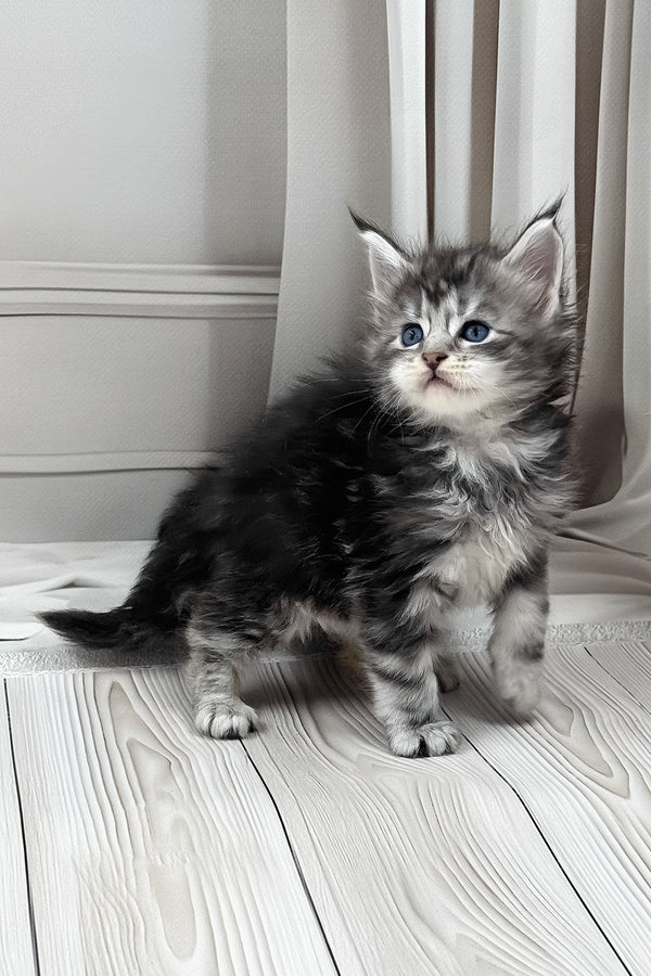 Lilli | Maine Coon Kitten
