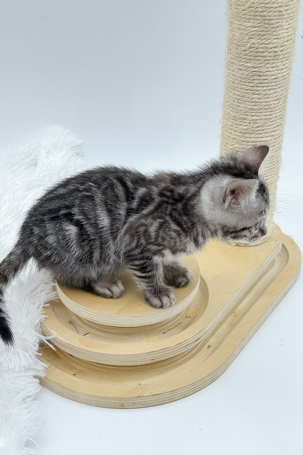 Lilly | Bengal Kitten