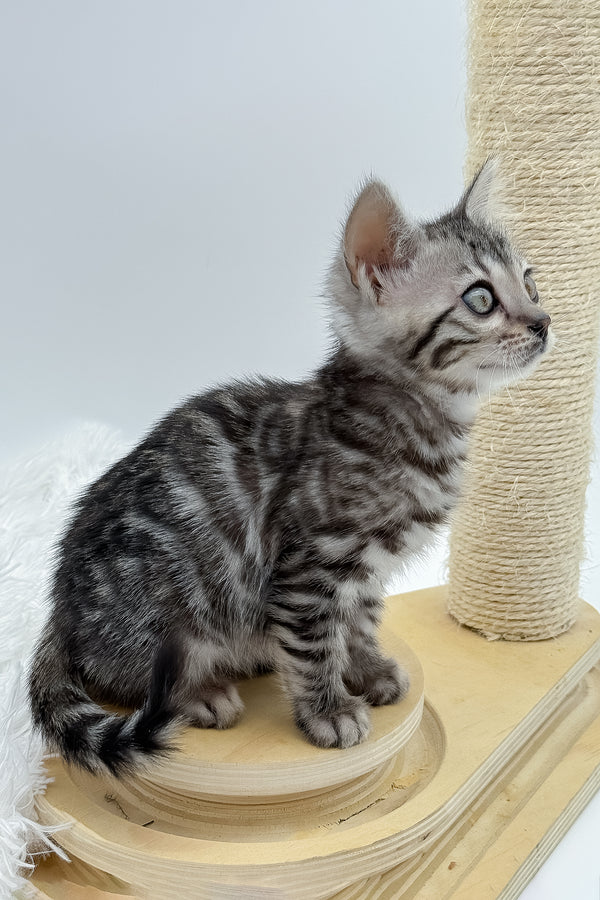 Lilly | Bengal Kitten