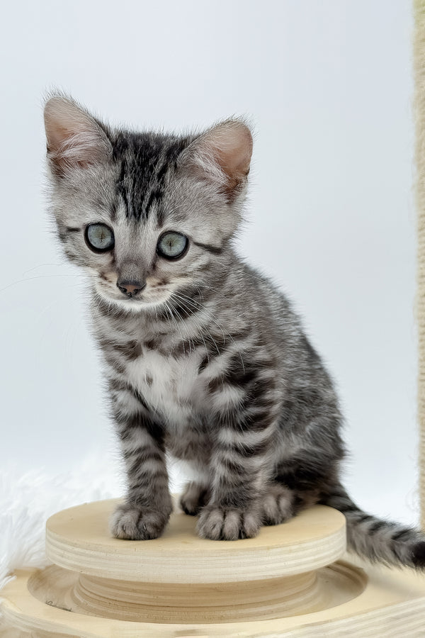 Lilly | Bengal Kitten