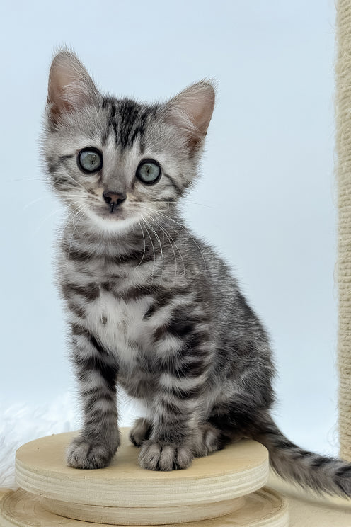 Lilly | Bengal Kitten