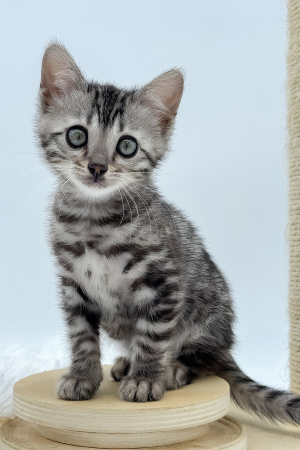 Lilly | Bengal Kitten