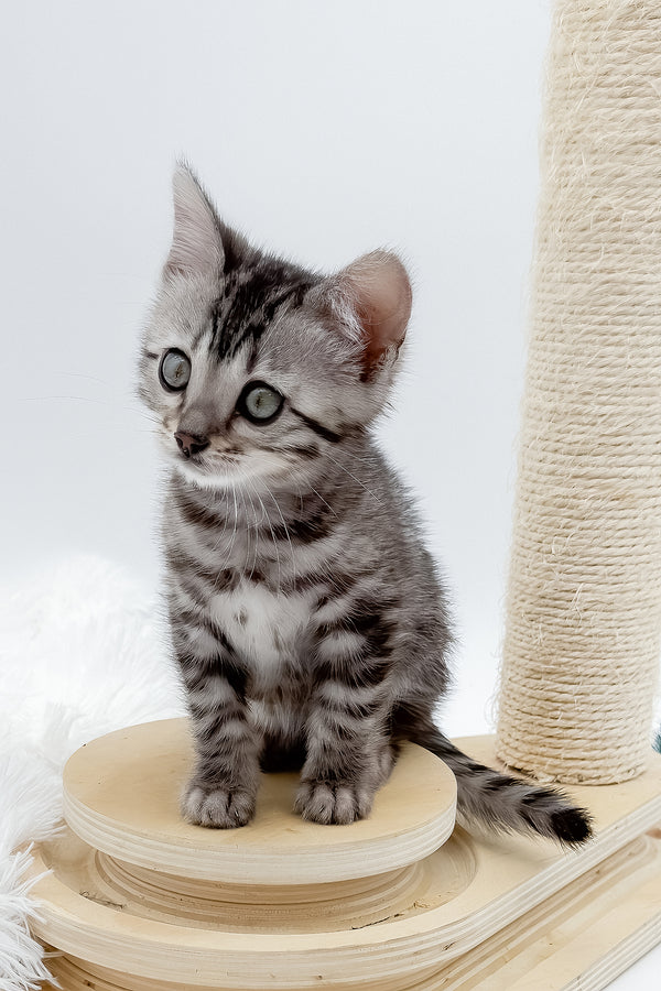 Lilly | Bengal Kitten