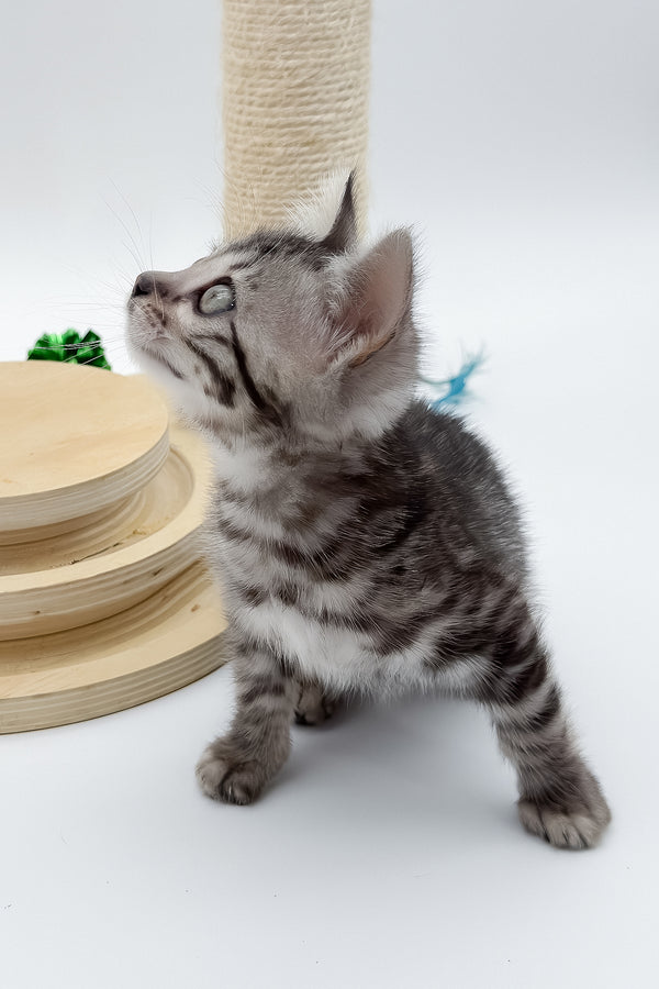 Lilly | Bengal Kitten