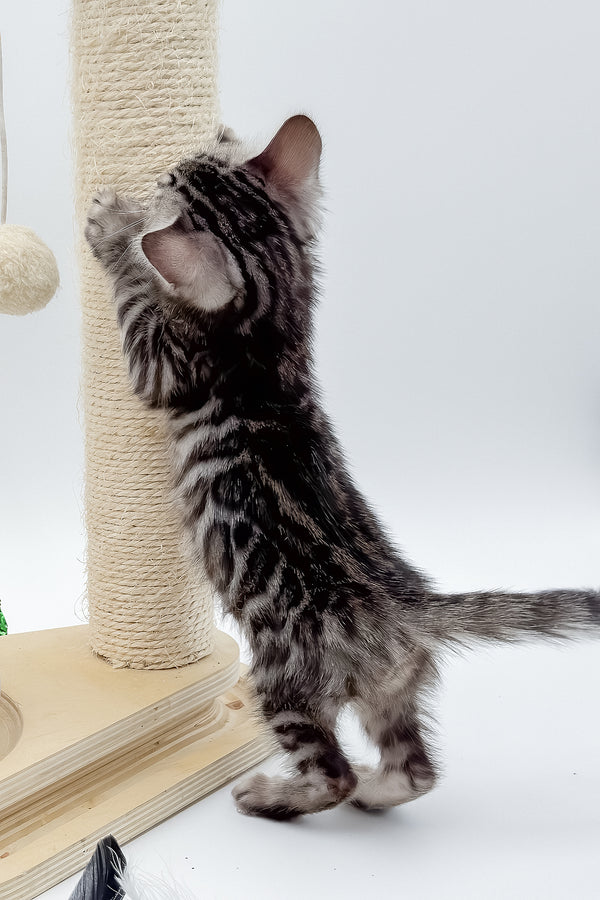 Lilly | Bengal Kitten