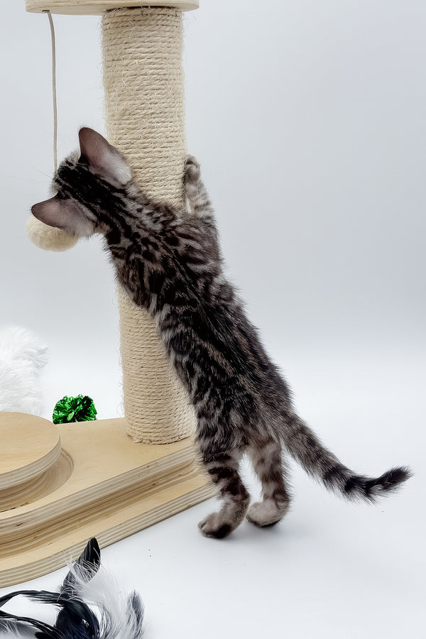 Lilly | Bengal Kitten