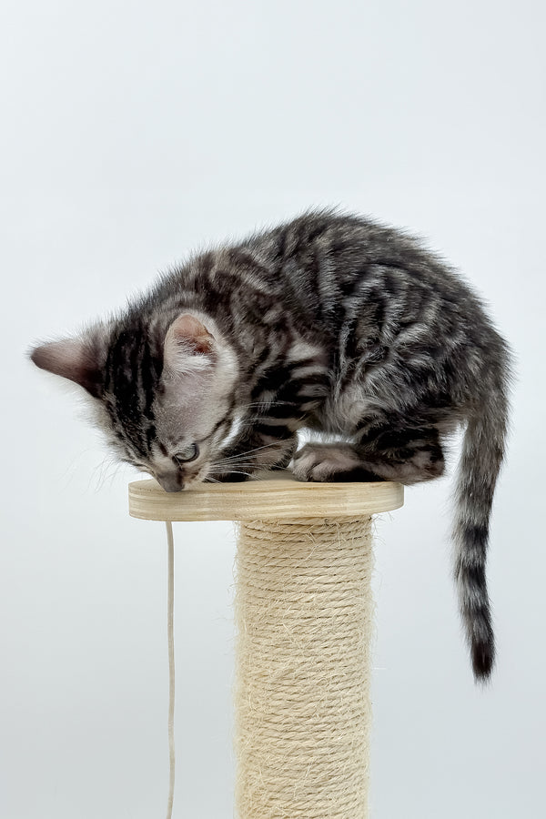 Lilly | Bengal Kitten