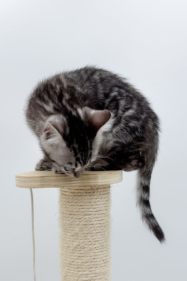 Lilly | Bengal Kitten