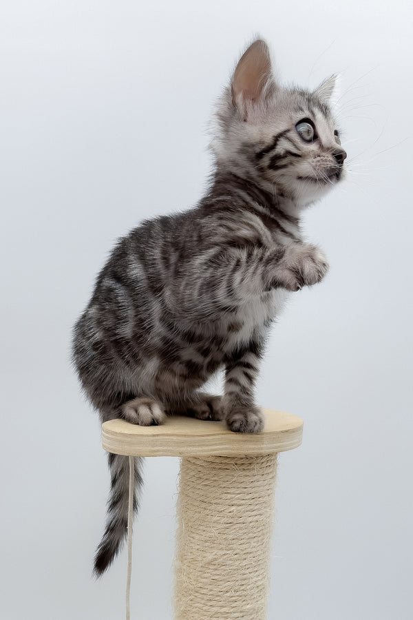Lilly | Bengal Kitten