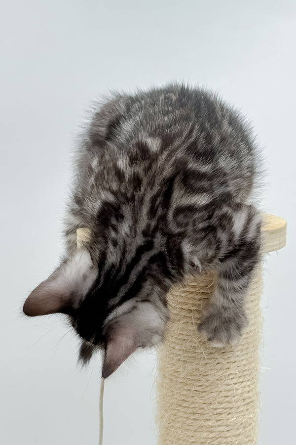 Lilly | Bengal Kitten