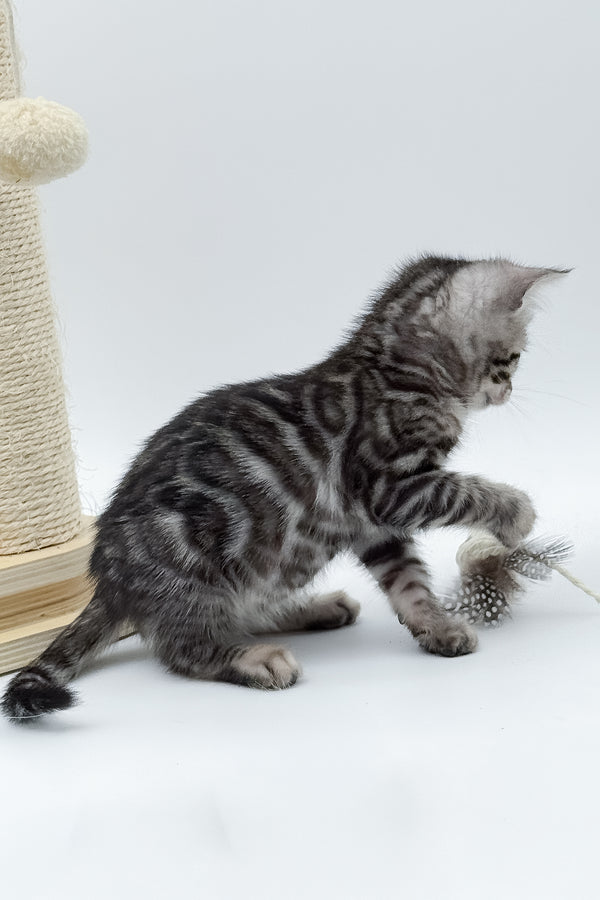 Lilly | Bengal Kitten