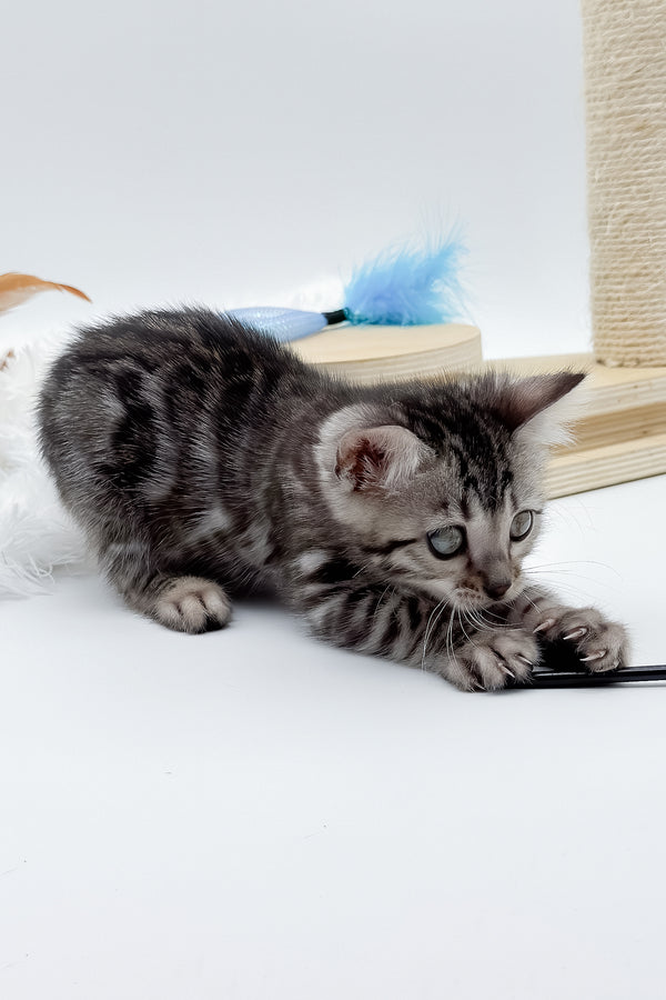 Lilly | Bengal Kitten