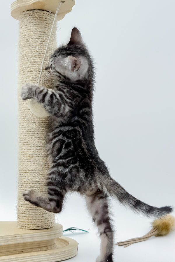 Lilly | Bengal Kitten