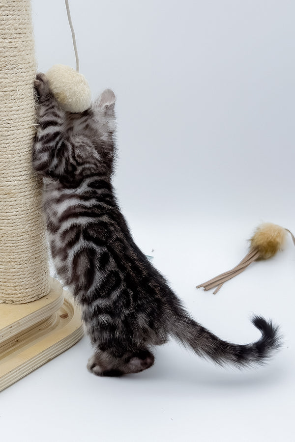 Lilly | Bengal Kitten