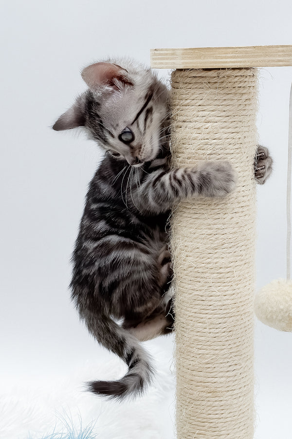 Lilly | Bengal Kitten