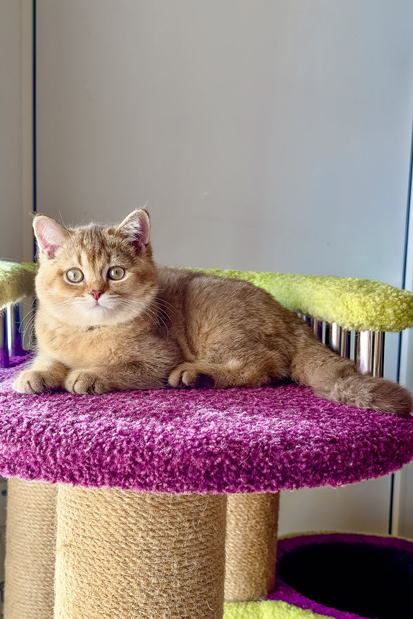 Linda | Scottish Straight Kitten