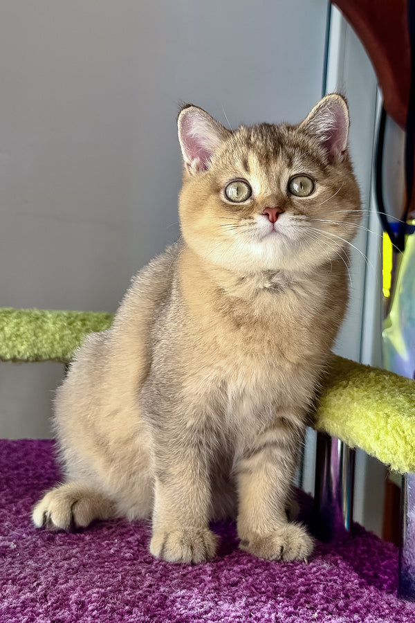 Linda | Scottish Straight Kitten