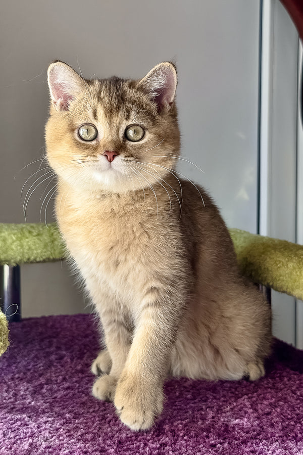Linda | Scottish Straight Kitten
