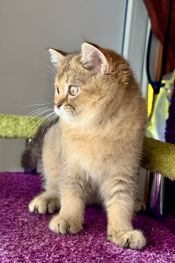 Linda | Scottish Straight Kitten