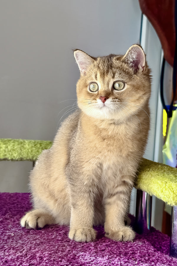 Linda | Scottish Straight Kitten