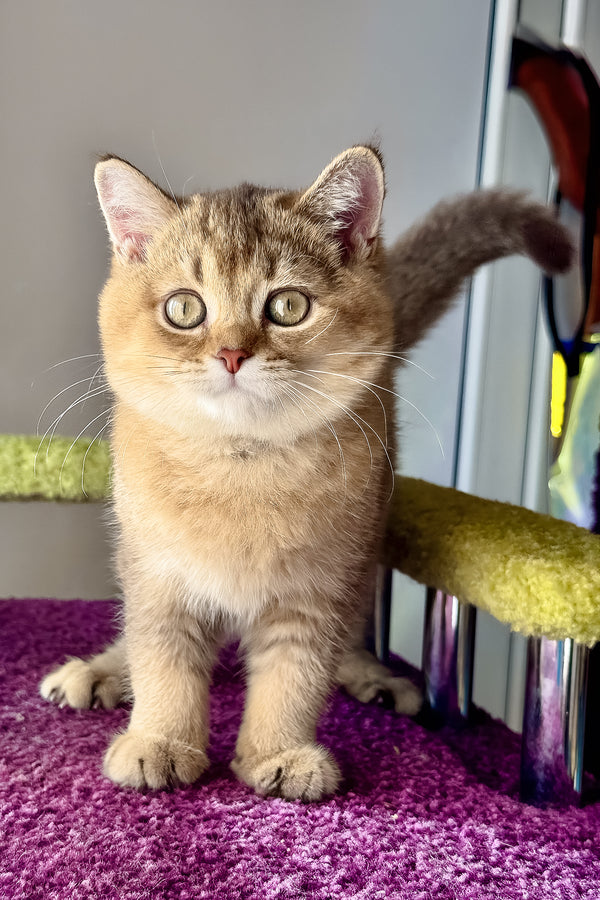 Linda | Scottish Straight Kitten