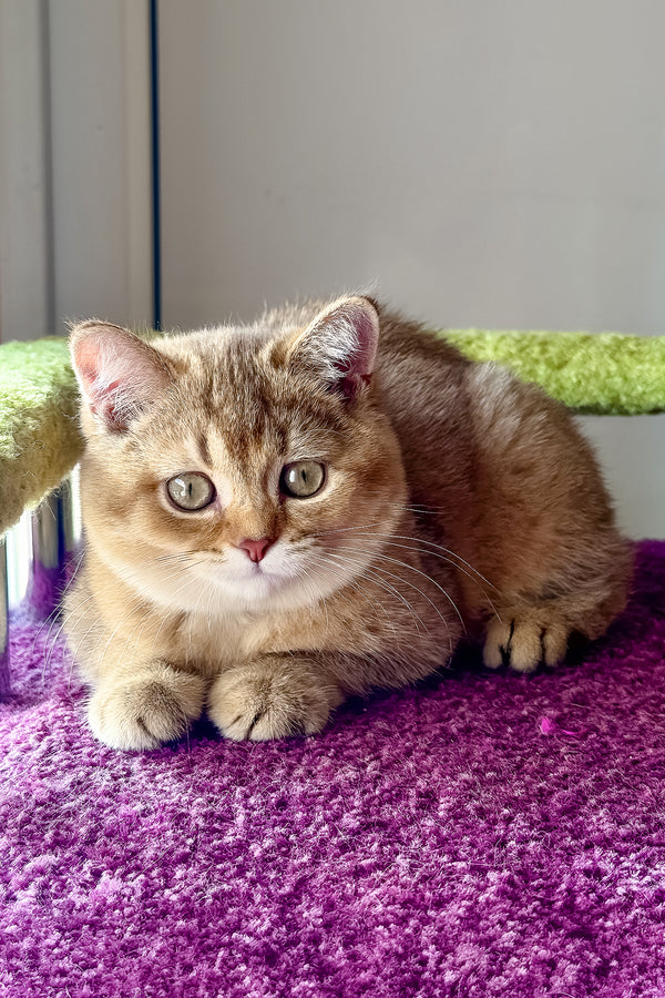 Linda | Scottish Straight Kitten