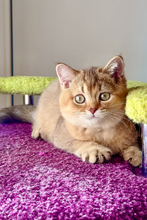 Linda | Scottish Straight Kitten